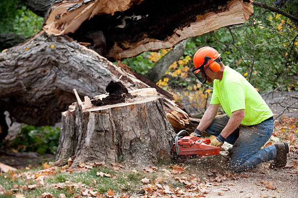 Best Affordable Tree Service  in Coppell, TX